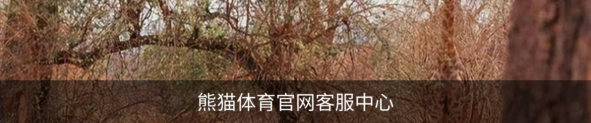 熊猫体育官网客服中心
